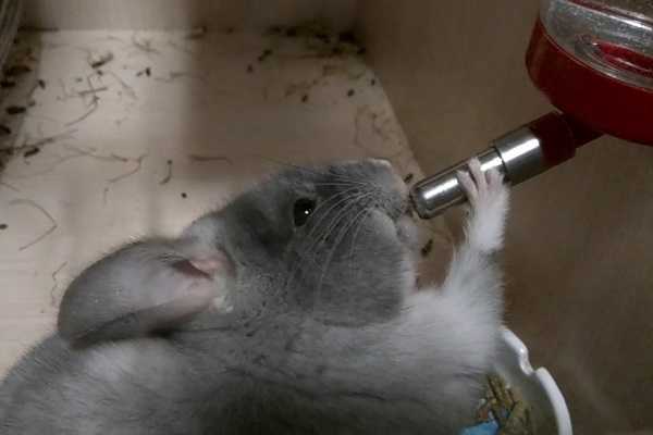 Вода для хомяка: на что важно обратить внимание