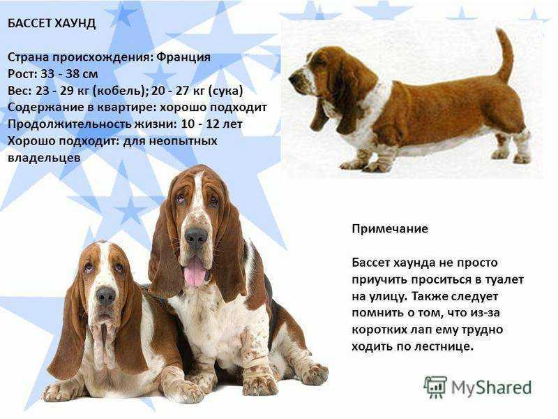 Описание бассет-хаунда: особенности породы, характер собаки, выбор щенков
