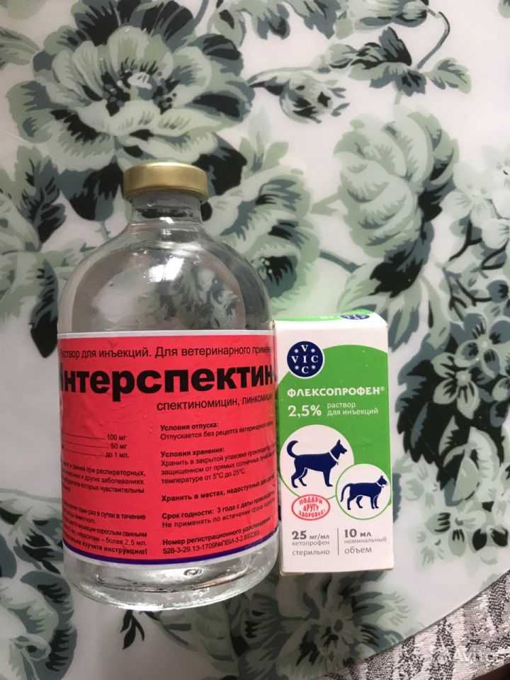 Интерспектин для кошек инструкция по применению