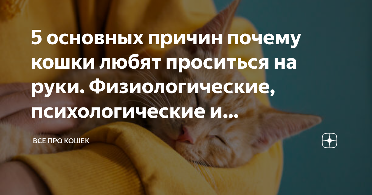 У кота трясутся задние лапы во сне