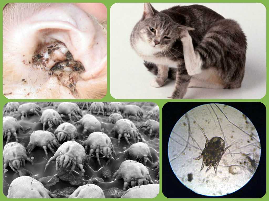 Запах из ушей у кошек