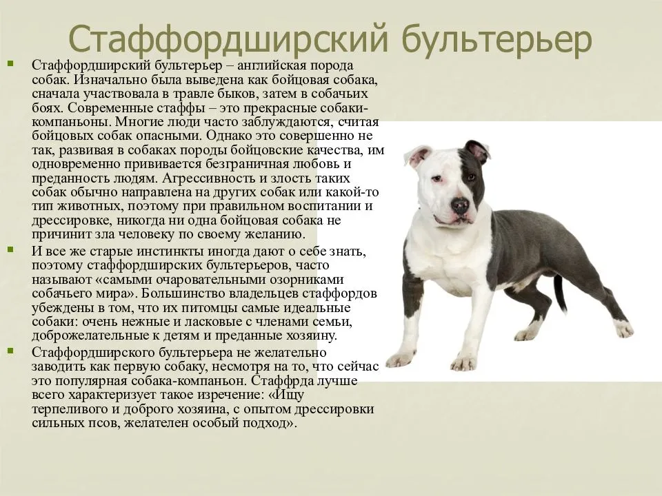 Стаффордширский терьер. описание и особенности породы | животный мир