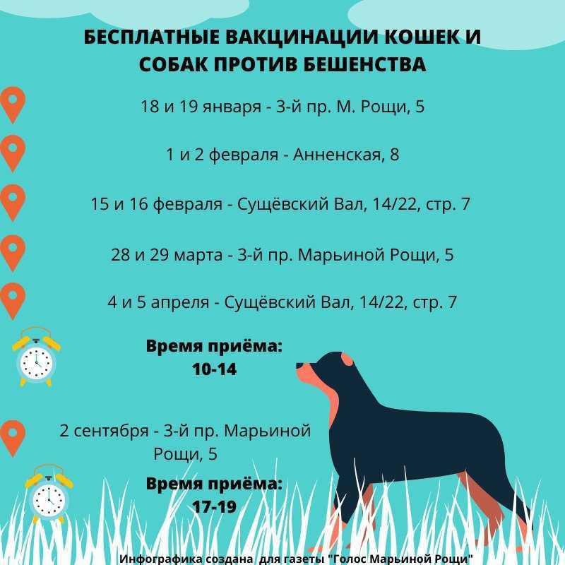 Собаке плохо после прививки – симптомы, причины, действия хозяина - kupipet.ru