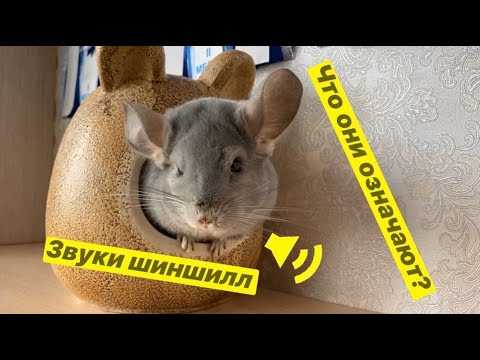 Почему шиншилла кричит ночью и что делать?