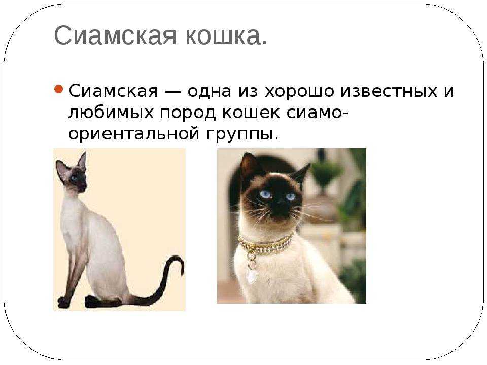 Продолжительность жизни котов