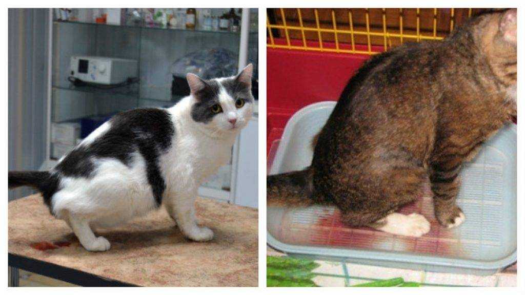 Почему кошка много пьет?
