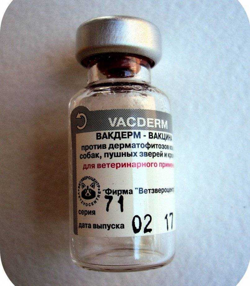 Вакцина Вакдерм для борьбы с дерматофитозами: инструкция по применению для собак, цены на препарат, отзывы владельцев питомцев и ветеринаров