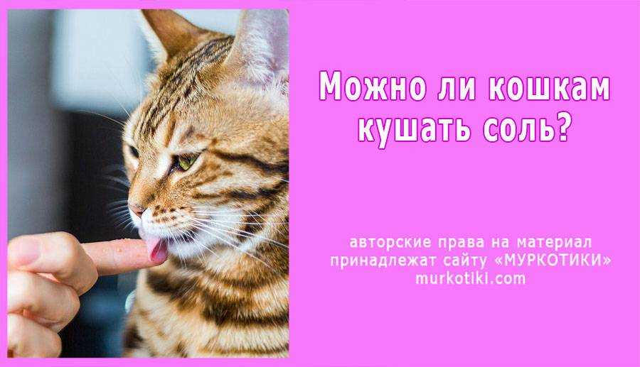 Сало кошкам: можно или нет