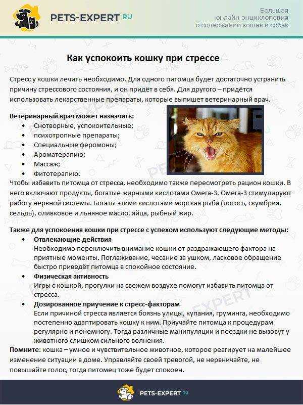 Внезапное проявление агрессии у кошки. в чем причина и как с этим бороться? | блог ветклиники "беланта"