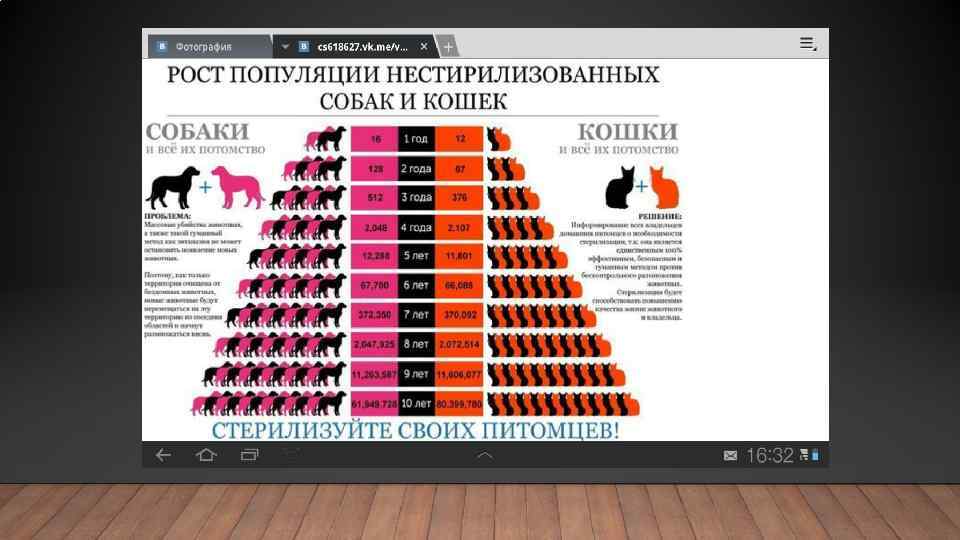 Стерилизация кошек – виды, как проходит процедура, сколько длится по времени, стоимость