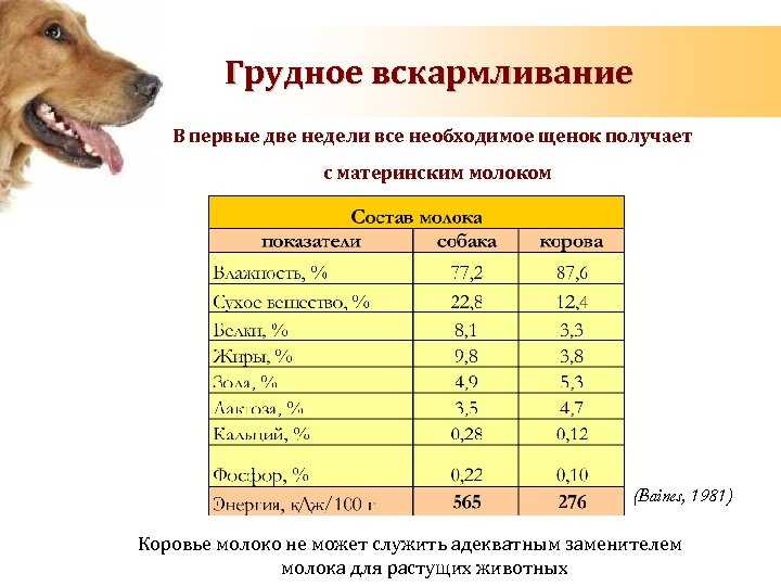 Уход за щенком: основы содержания для начинающего хозяина собаки