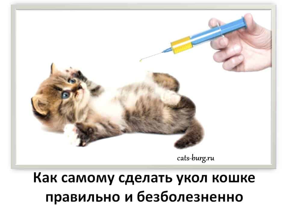 Как сделать укол кошке в холку