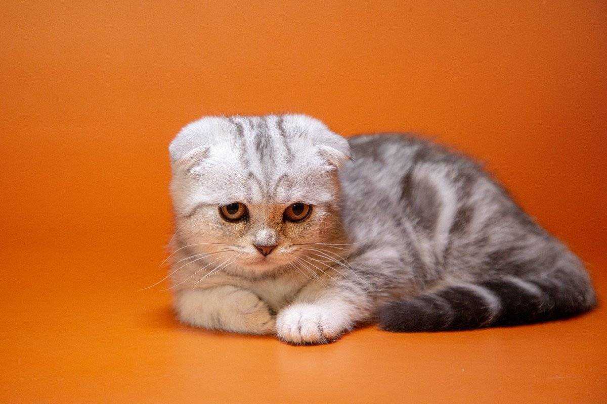 Шотландская вислоухая кошка с сиамским окрасом