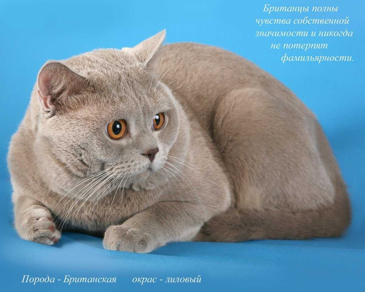 Кошка сфинкс петерболд: описание внешности и характера, уход за питомцем, выбор котёнка, отзывы владельцев, фото петербургского кота