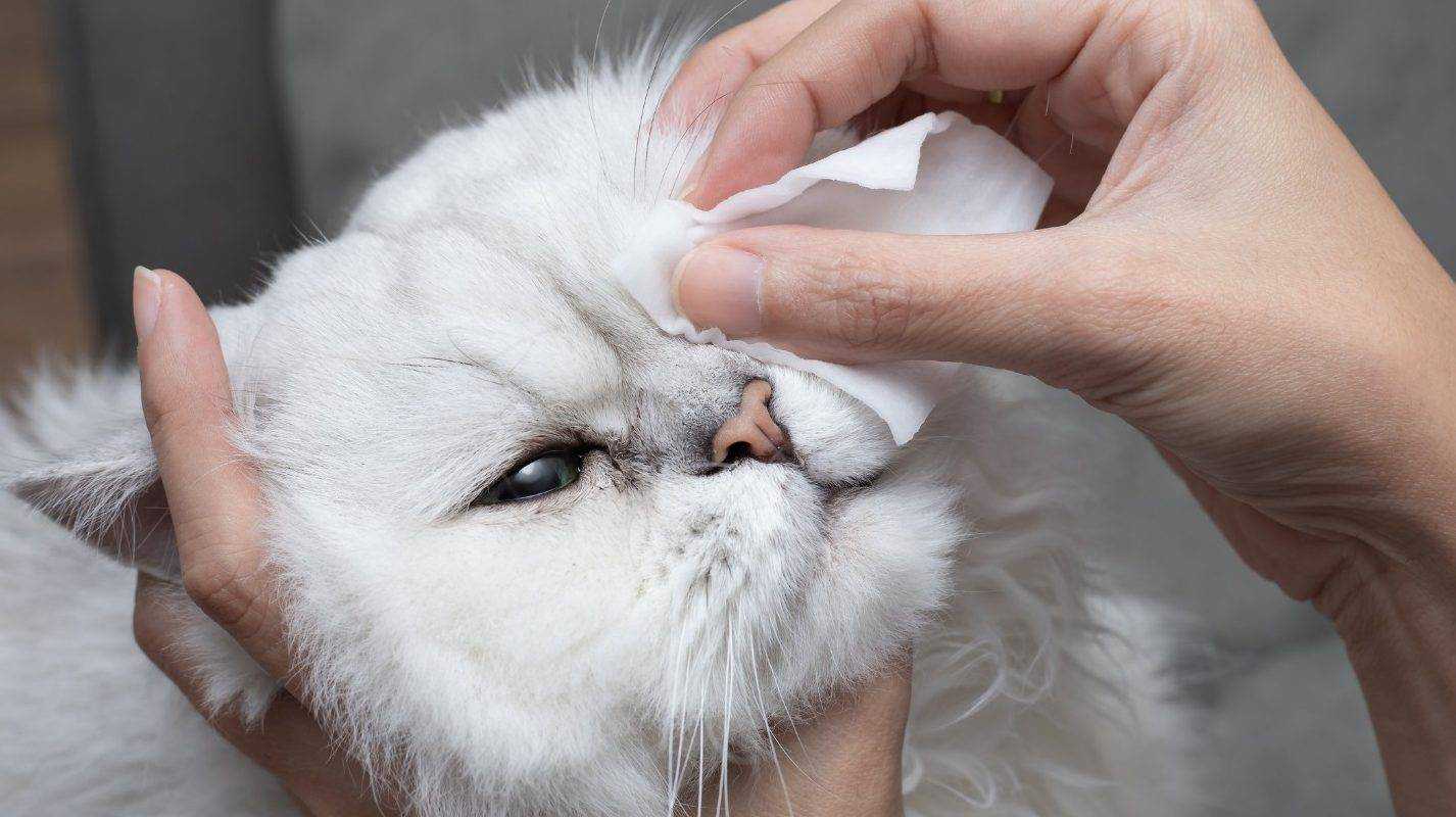 Почему у котят слезятся глаза и что с этим делать