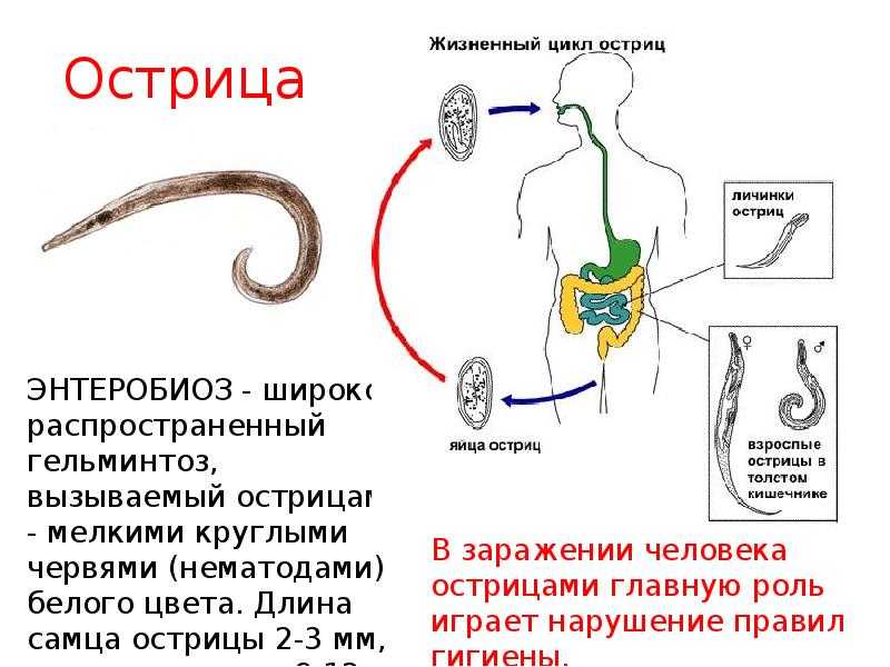Глисты у кошек
