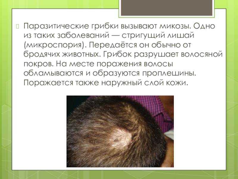Что представляет собой микроспория у собак, отчего она возникает и как лечится