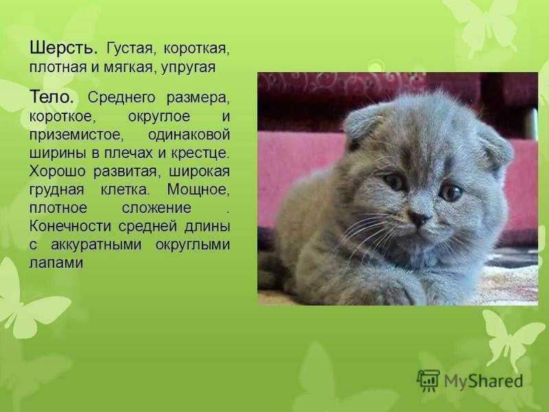 Шотландские котята - фото, вес шотландского котенка в 5 месяцев вес шотландского котенка по месяцам таблица