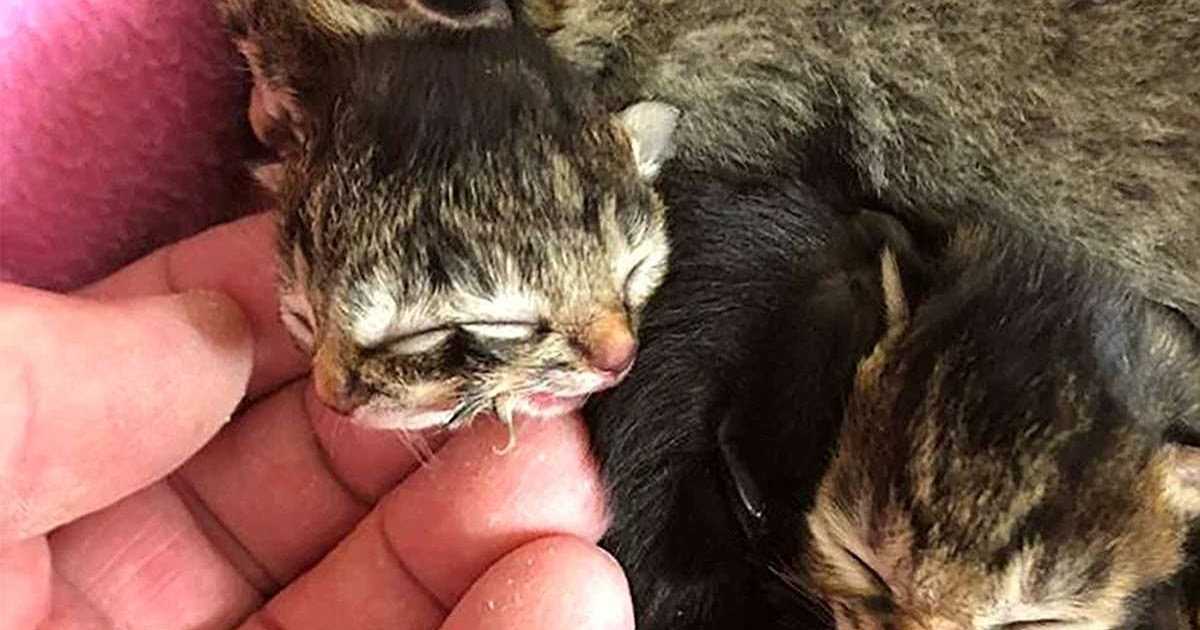 Что делать если кошка рожает первый раз