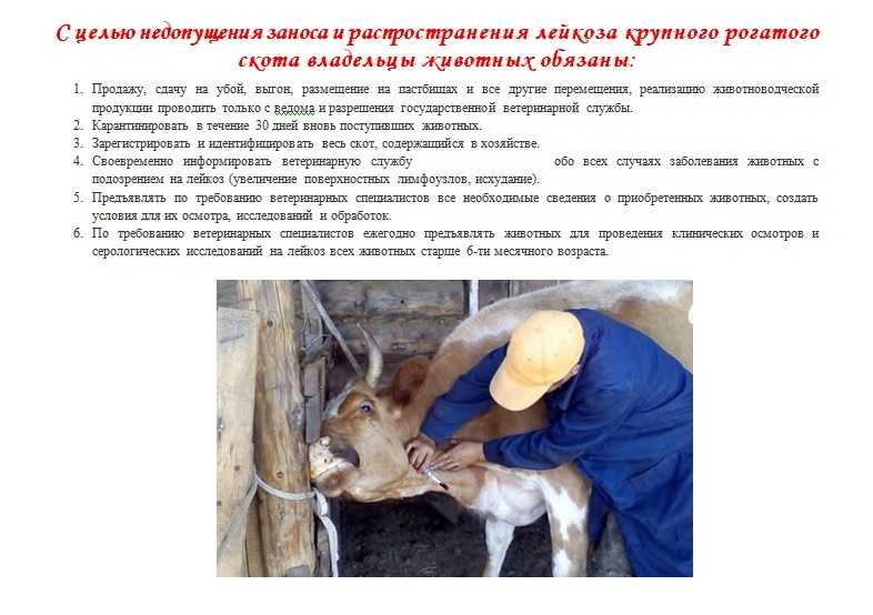 Бруцеллез симптомы у кошек при