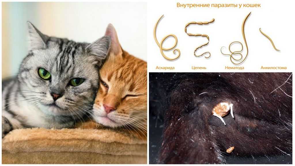 Гельминтоз у кошек: симптомы и лечение