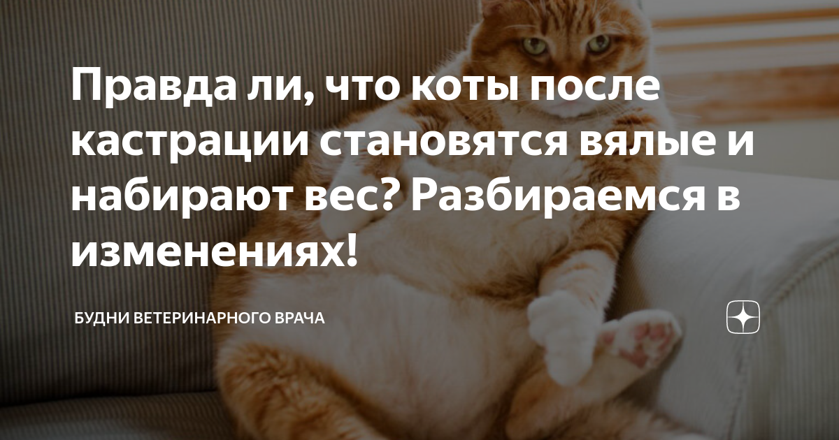 Влияние кастрации и стерилизации на поведение кошек и котов. кастрация животных в серпухове