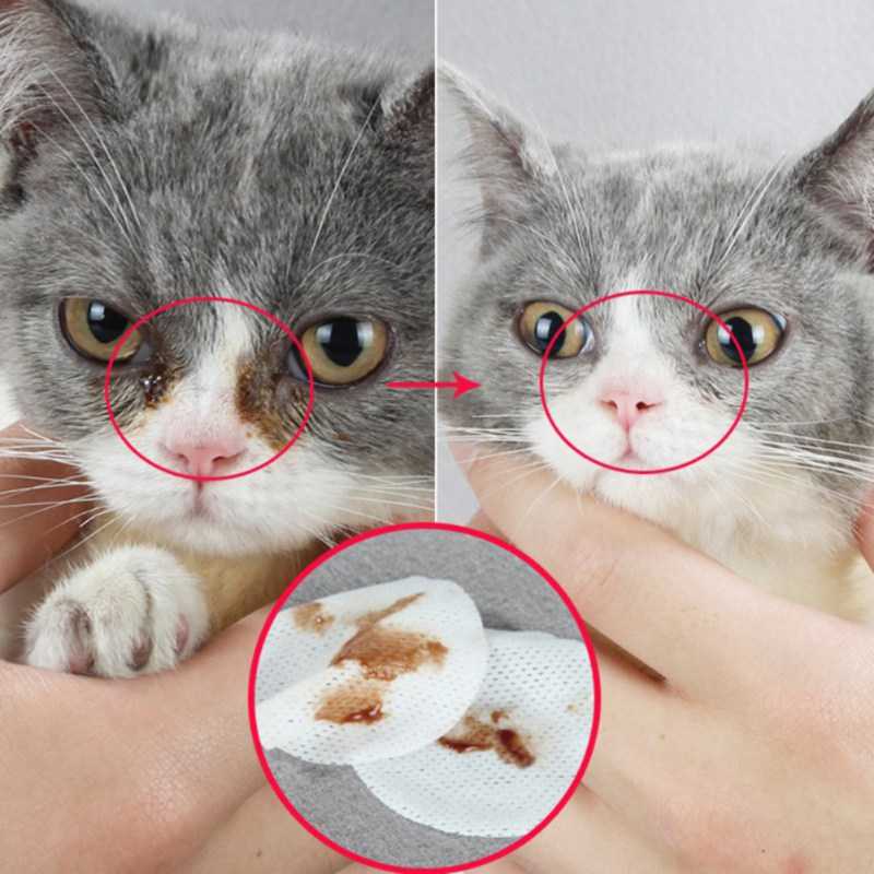 Как чистить уши у британских вислоухих кошек