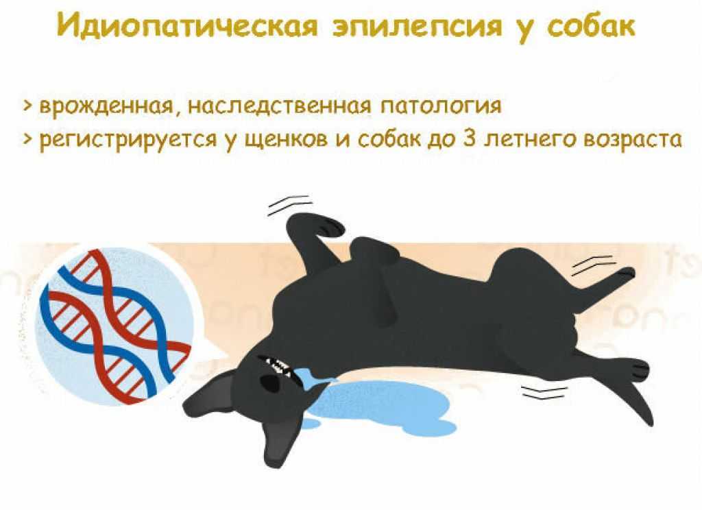 Судороги у собаки