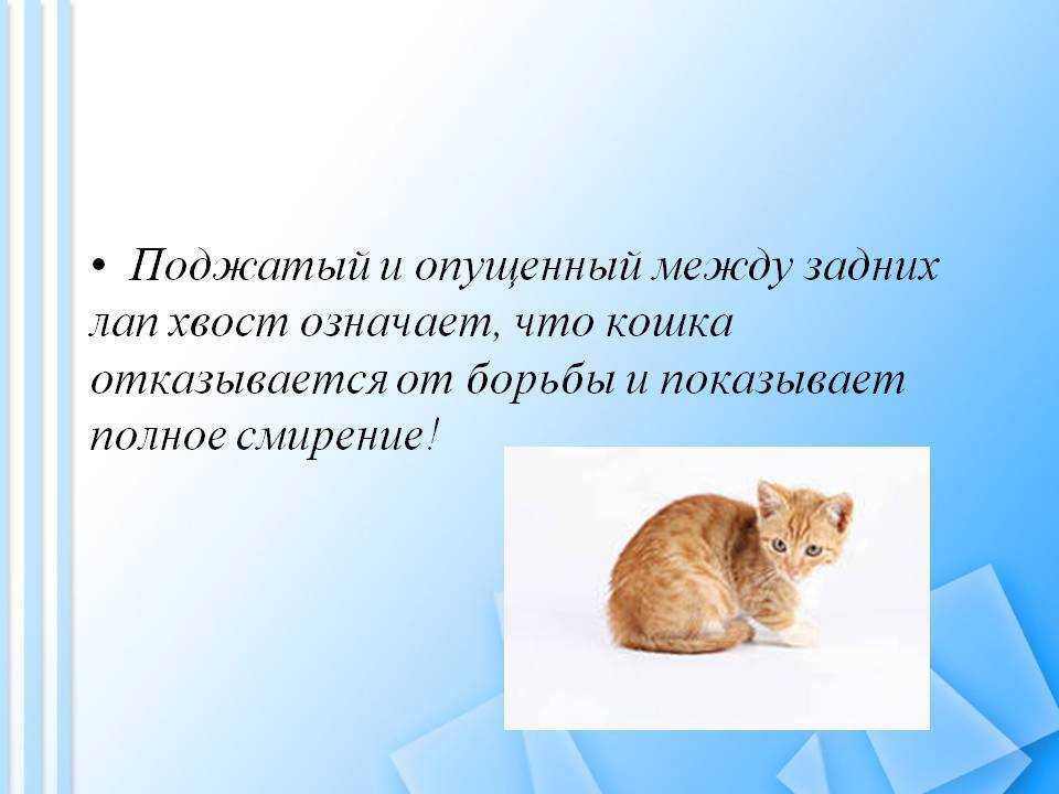 Почему кошка обсасывает хвост