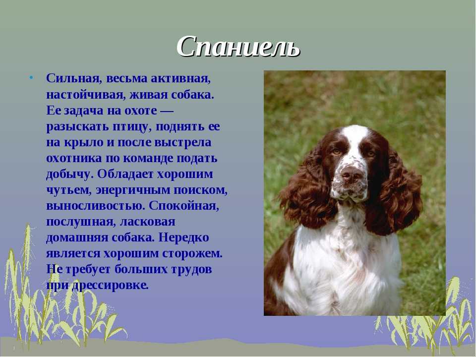 Русский спаниель: фото и описание собаки и характеристика породы, особенности ухода и содержания