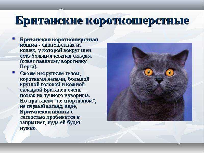 Чем кормить британского котенка 2 месяца - уход и фото