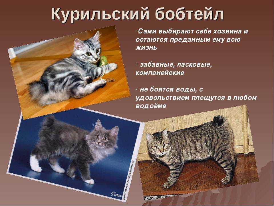 Удивительные и неповторимые японские бобтейлы