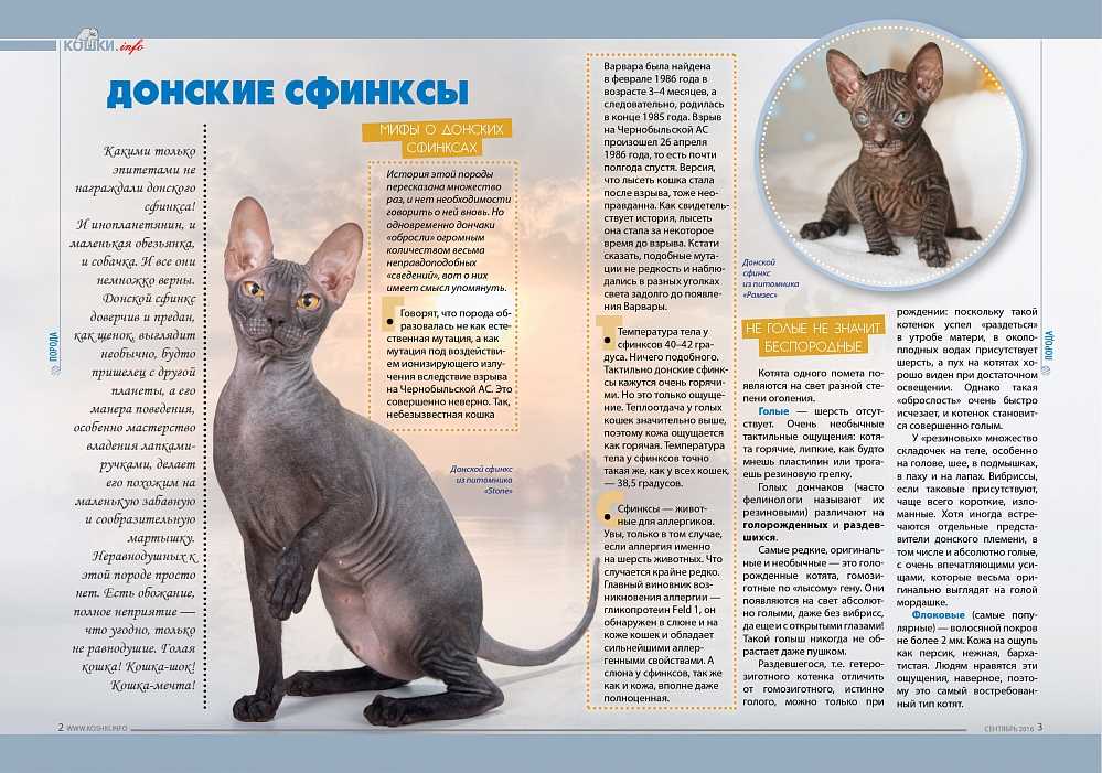 Какой должна быть температура тела у кошек