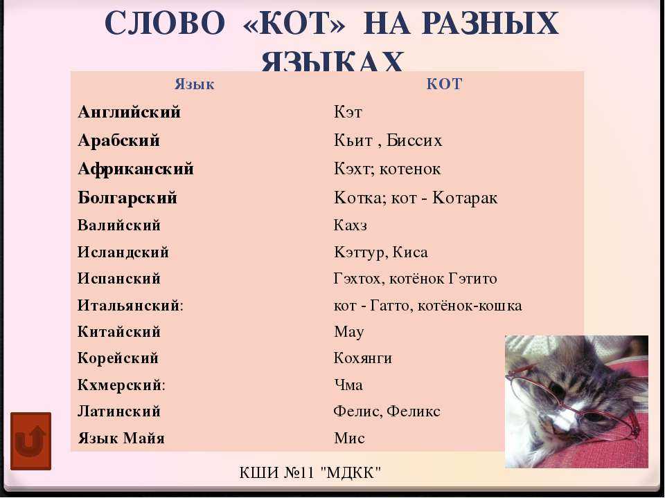 Примеры японских и корейских кличек для котов: варианты со значением