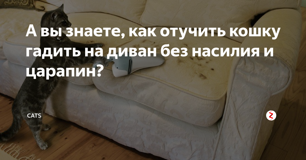 Кошка гадит на кровать — правильные действия хозяина что отучить