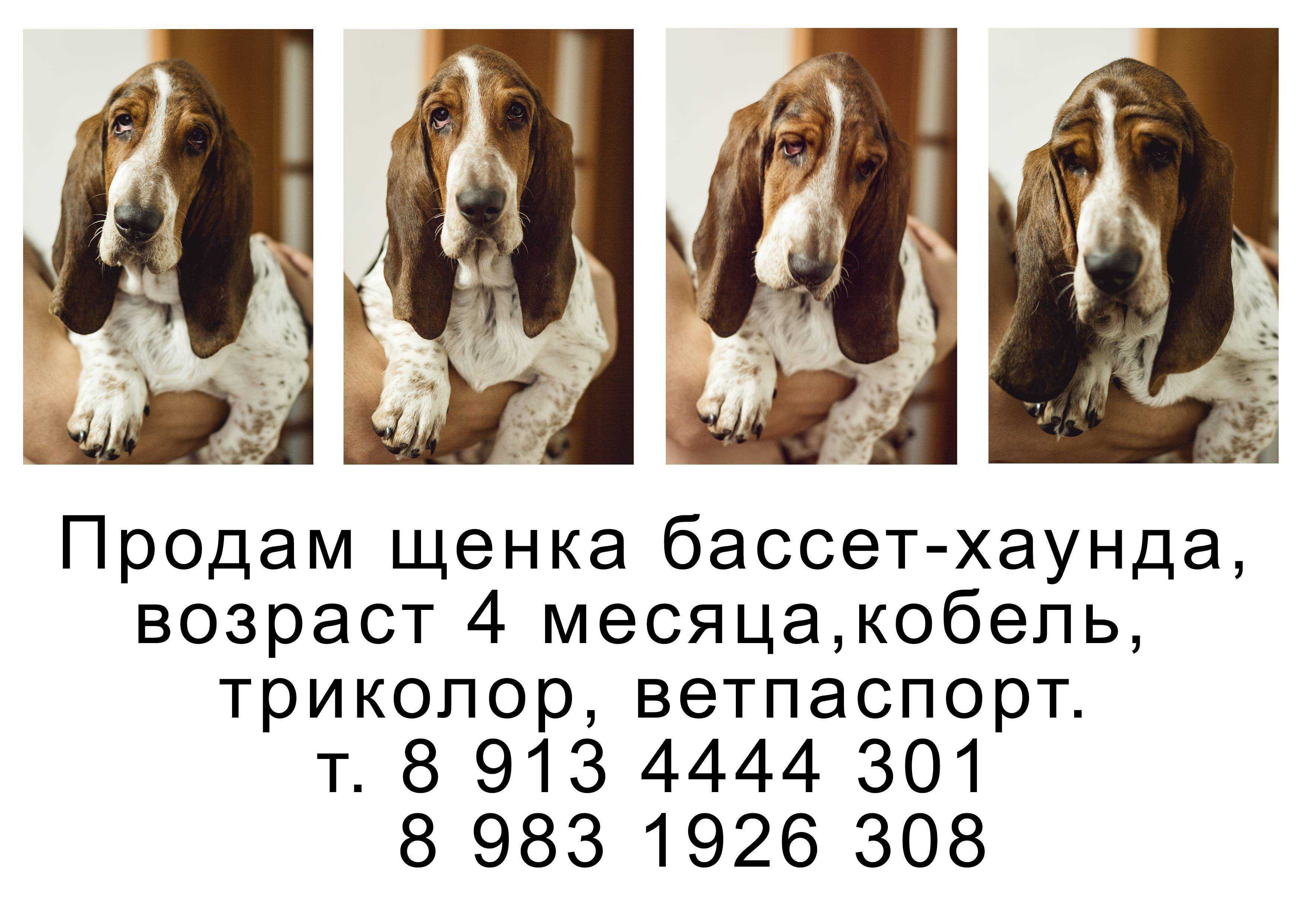 Бассет-хаунд: описание породы