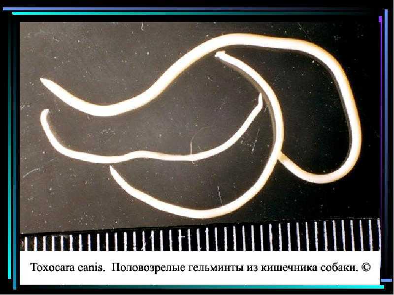 Глисты у собаки: симптомы, фото, лечение и профилактика