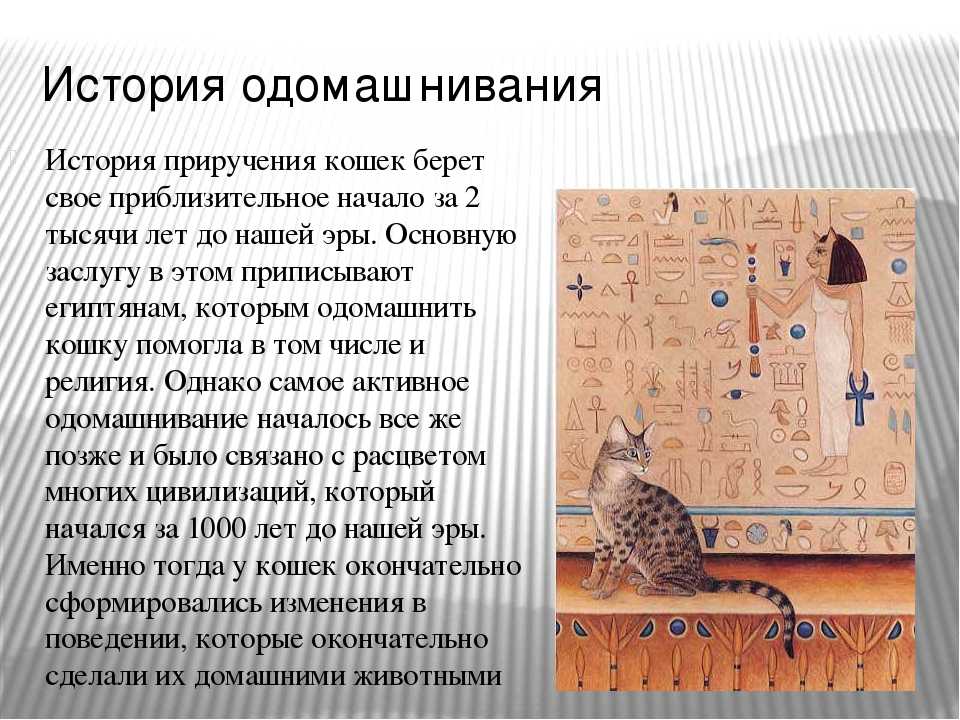 Как хозяину приучить немолодого кота или котенка к новому дому или другому месту жительства?