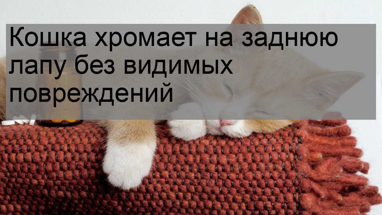 Кошка хромает на заднюю лапу без видимых повреждений, причины и что делать
