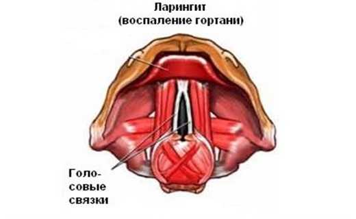 Коллапс трахеи у собак: симптомы, как снять приступ, лечение