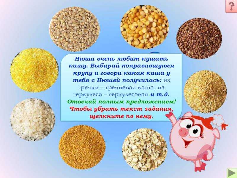 Какие крупы можно давать собаке: рекомендации по приготовлению