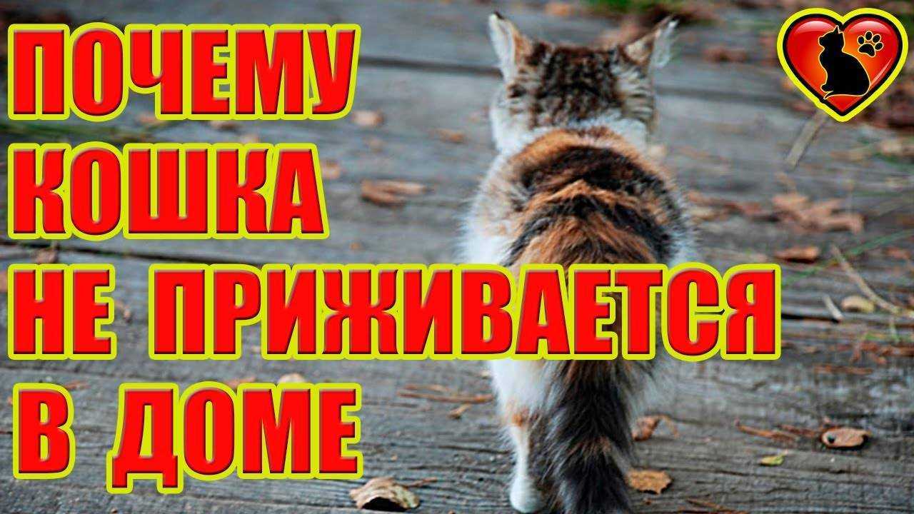 ᐉ почему в доме не приживаются кошки и коты - zoovet24.ru