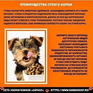 Что делать, если собака отказывается есть сухой корм