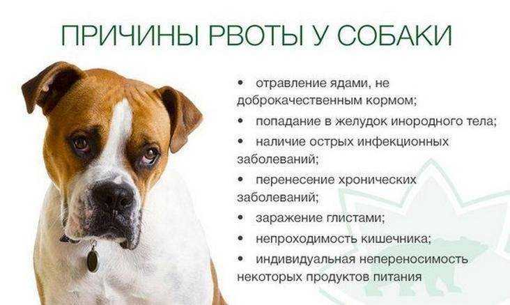 Возможные причины пены изо рта у кошки, как оказать первую помощь питомцу