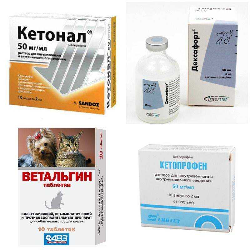 Обезболивающее для собак: обзор 25 анальгетиков которые можно дать собаке