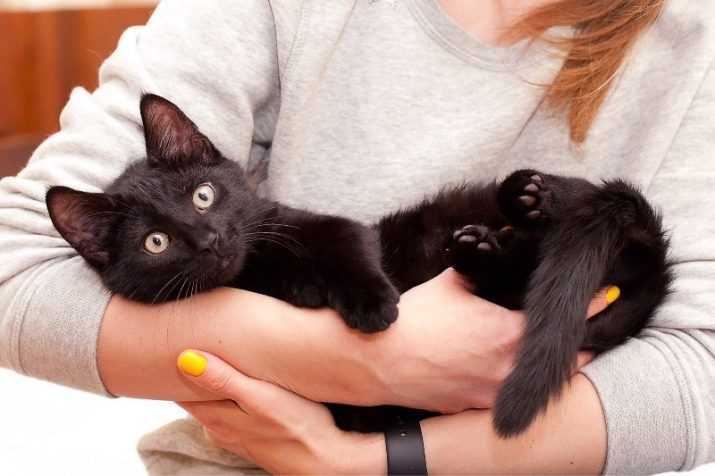 К чему снится котенок?