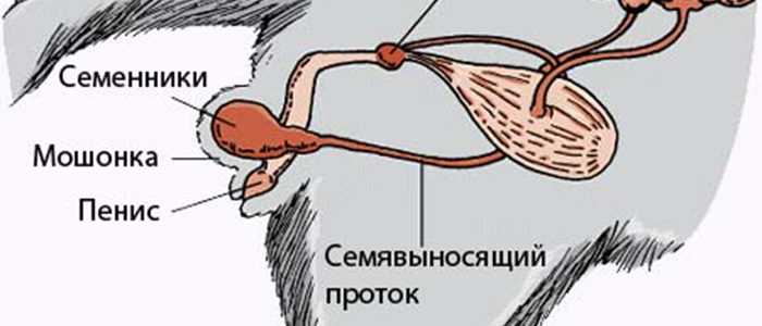 Рак простаты у собак