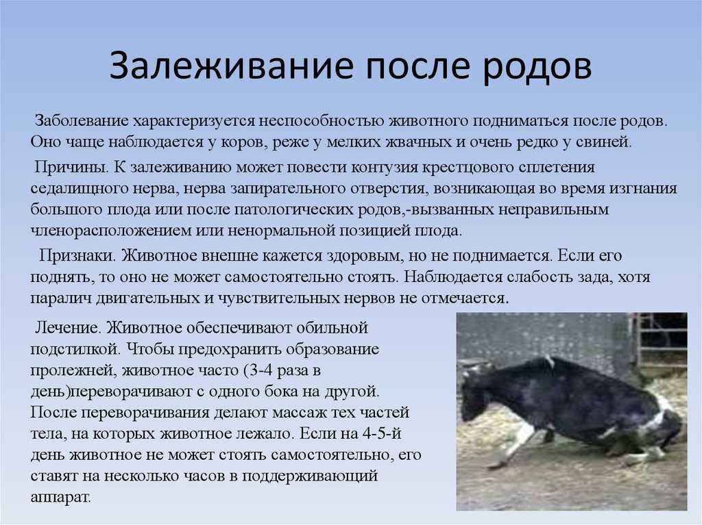 Когда можно вязать кошку после родов: мнение специалистов