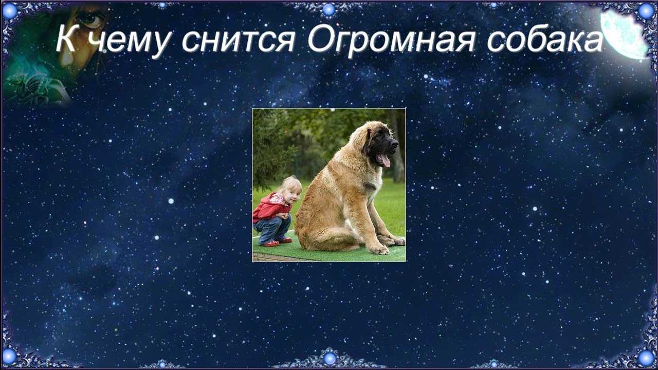К чему снится собака женщине – толкование по сонникам