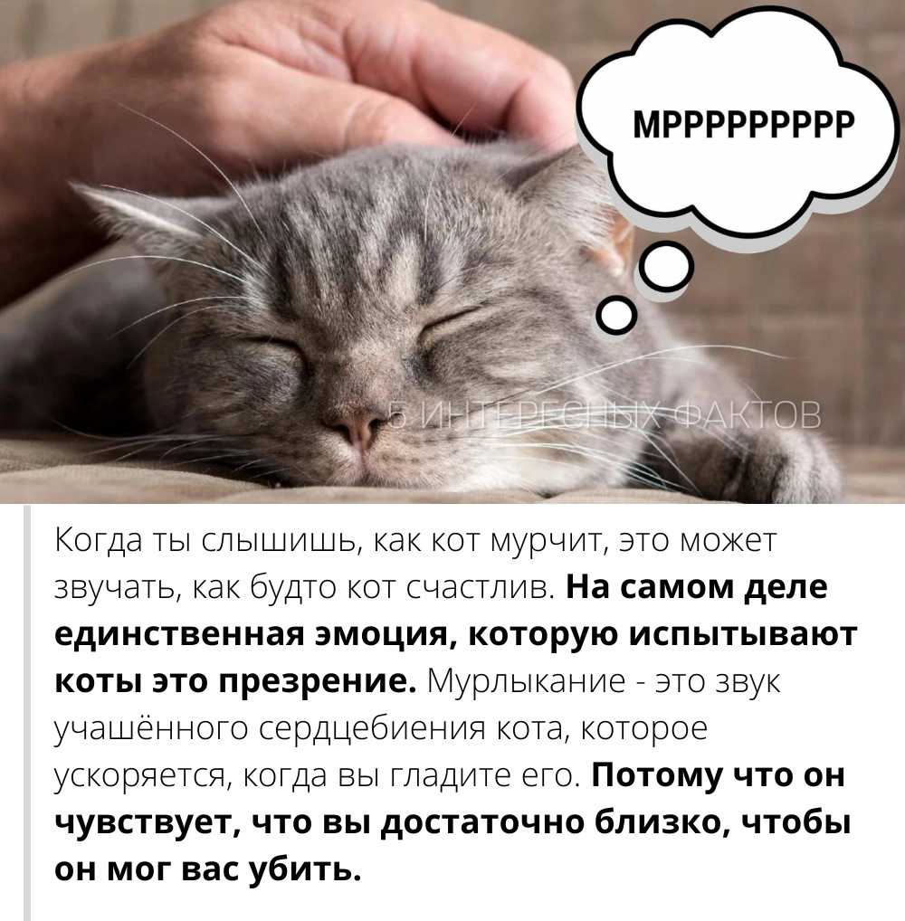 Почему кошка лижет голову и волосы человека?
